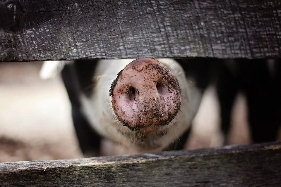 Rubrik_Tierschutz-schwein-pixabay-animal-1867180_960_720
